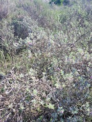 Podalyria sericea