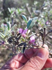 Podalyria sericea