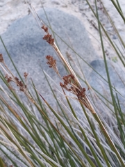 Juncus acutus leopoldii