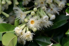 Syzygium taiwanicum