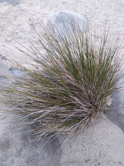 Juncus acutus leopoldii