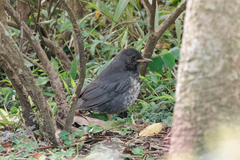 Turdus cardis