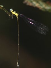 Coeliccia membranipes