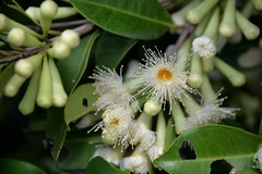 Syzygium taiwanicum