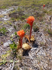Haemanthus sanguineus