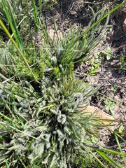 Protea scorzonerifolia