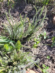 Protea scorzonerifolia