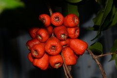 Syzygium taiwanicum
