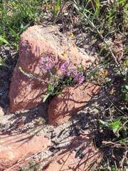 Amphithalea ericifolia