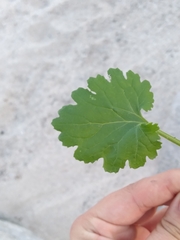 Amauria rotundifolia