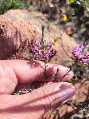 Amphithalea ericifolia