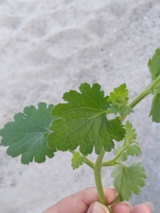 Amauria rotundifolia