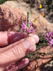 Amphithalea ericifolia