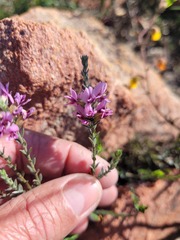 Amphithalea ericifolia