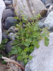 Amauria rotundifolia