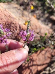 Amphithalea ericifolia