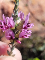 Amphithalea ericifolia