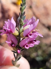 Amphithalea ericifolia