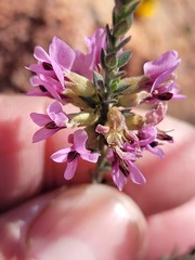 Amphithalea ericifolia