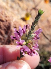 Amphithalea ericifolia