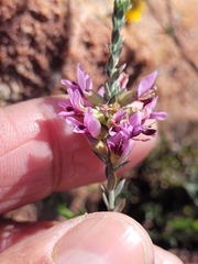 Amphithalea ericifolia