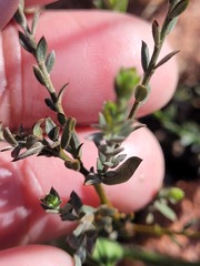 Amphithalea ericifolia