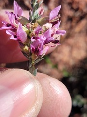 Amphithalea ericifolia