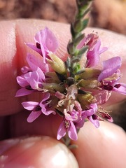 Amphithalea ericifolia