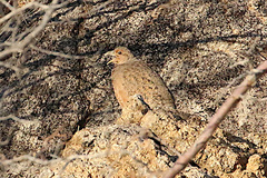 Pternistis hartlaubi