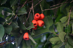 Syzygium taiwanicum