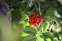 Syzygium taiwanicum