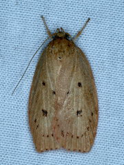 Prionocris