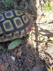 Homopus areolatus