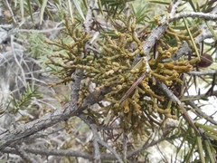 Arceuthobium oxycedri