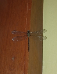 Gynacantha subinterrupta