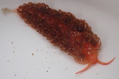 Spurilla braziliana