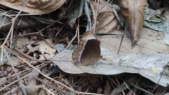 Mycalesis anaxias