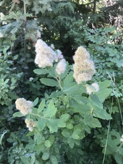 Spiraea × pyramidata