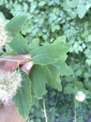 Spiraea × pyramidata