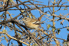 Cercotrichas leucophrys