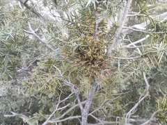 Arceuthobium oxycedri