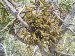 Arceuthobium oxycedri