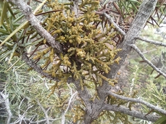 Arceuthobium oxycedri