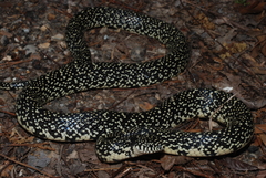 Lampropeltis nigra
