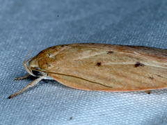 Prionocris