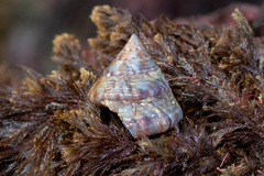 Calliostoma zizyphinum