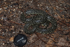 Lampropeltis nigra