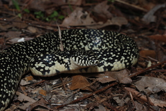 Lampropeltis nigra