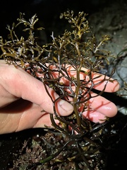 Stephanocystis geminata
