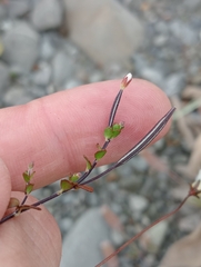 Epilobium microphyllum